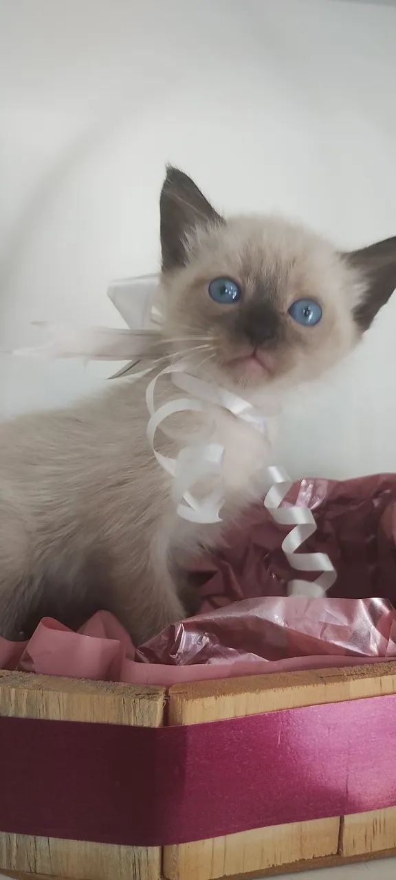 Filhote de gato, siamês, machinho - Foto 2