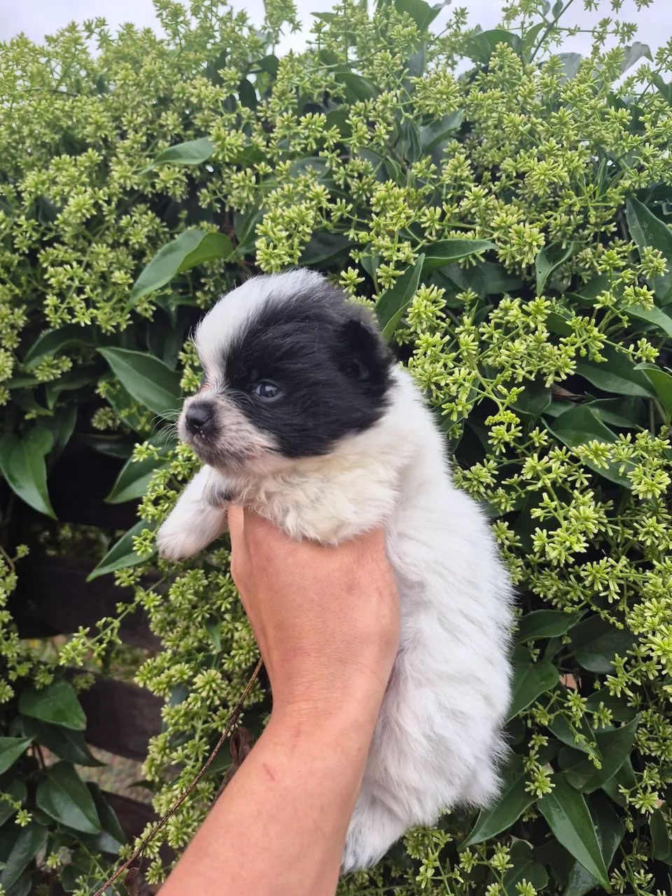 Lulu macho Bicolor  - Foto 4