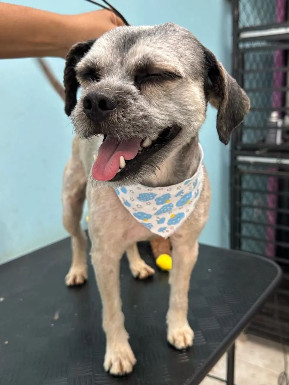 Doação Responsável de Cachorro  - Foto 3