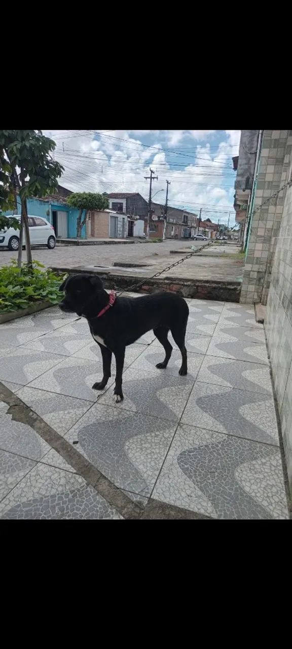 Doação Responsável  - Foto 2
