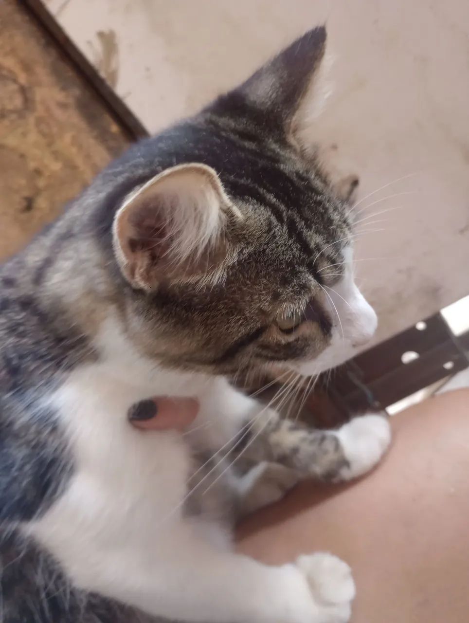 Adoção responsável  - Foto 5