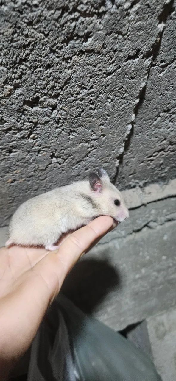 Hamster sírios disponíveis! - Foto 2
