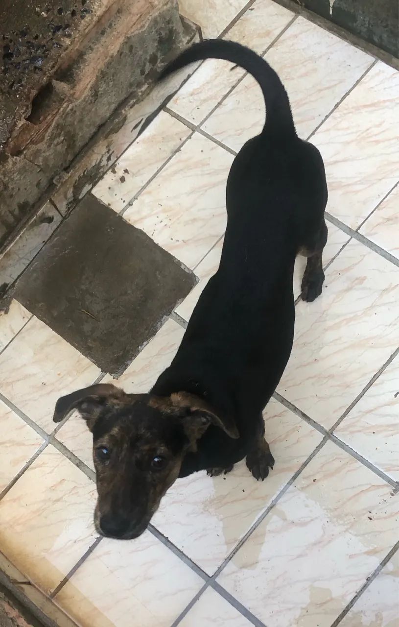 Adoção  - Foto 2
