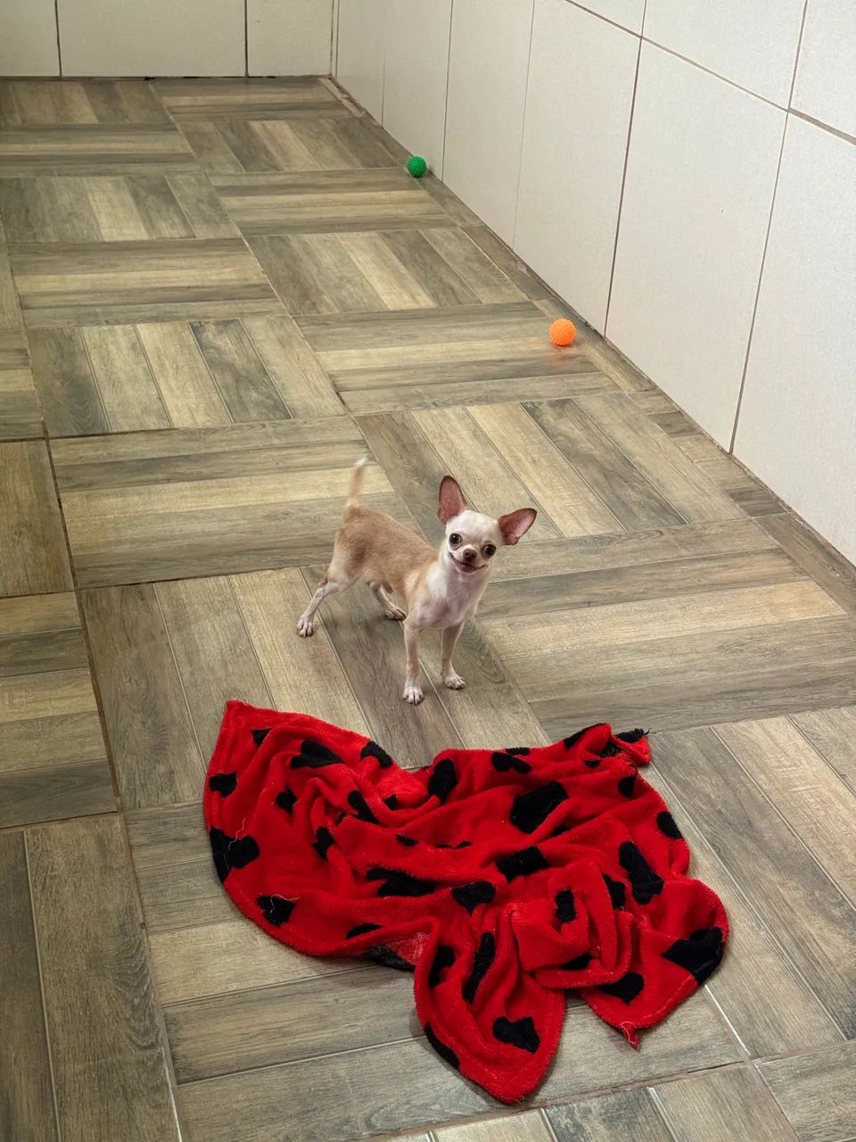 Chihuahua Macho - Foto 4