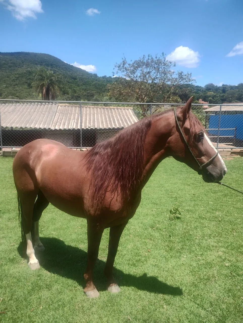Vendo cavalo de marcha picada  - Foto 2
