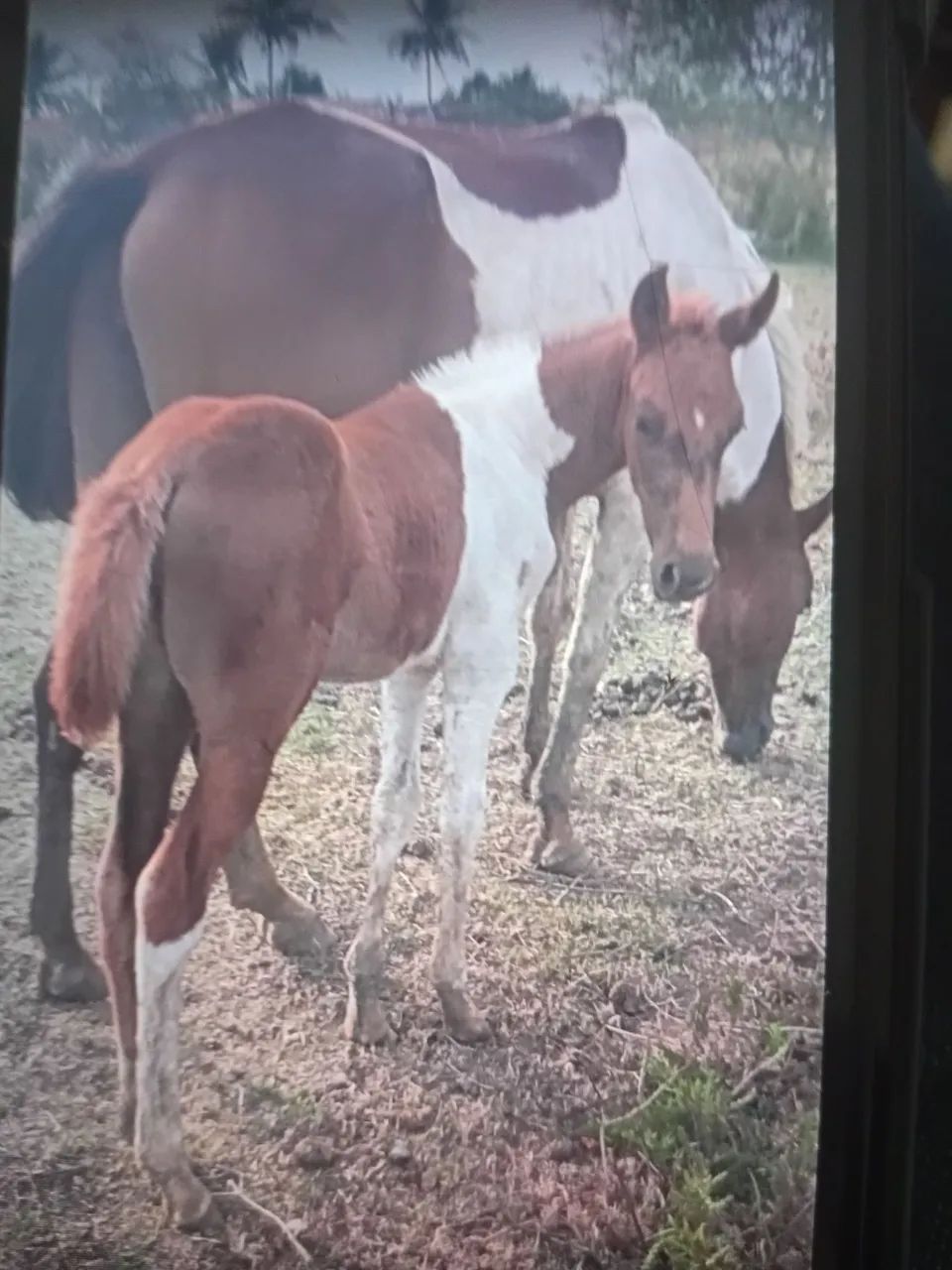 Potros  e Potras manga larga - Foto 4