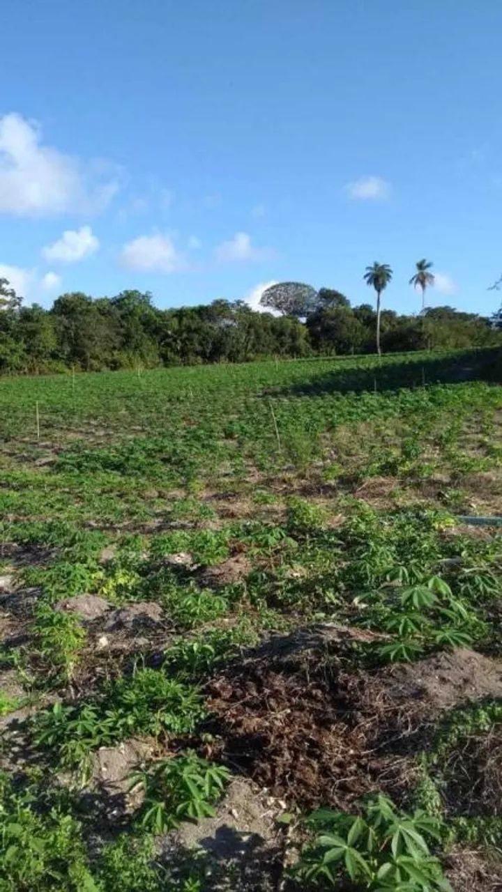 Granja no Conde - Foto 4