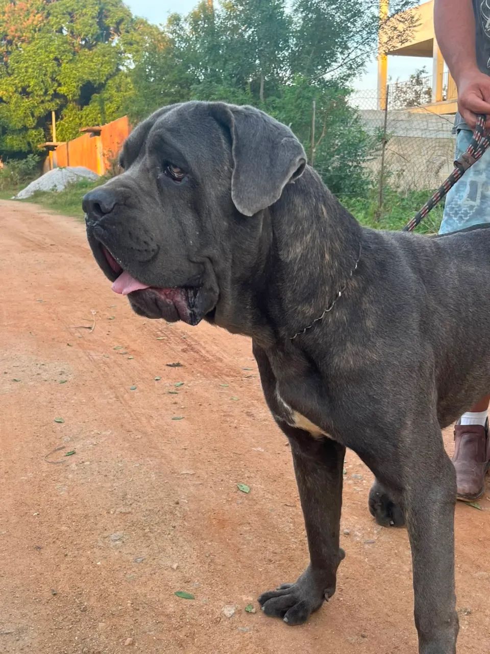 Filhote Cane Corso - Foto 5