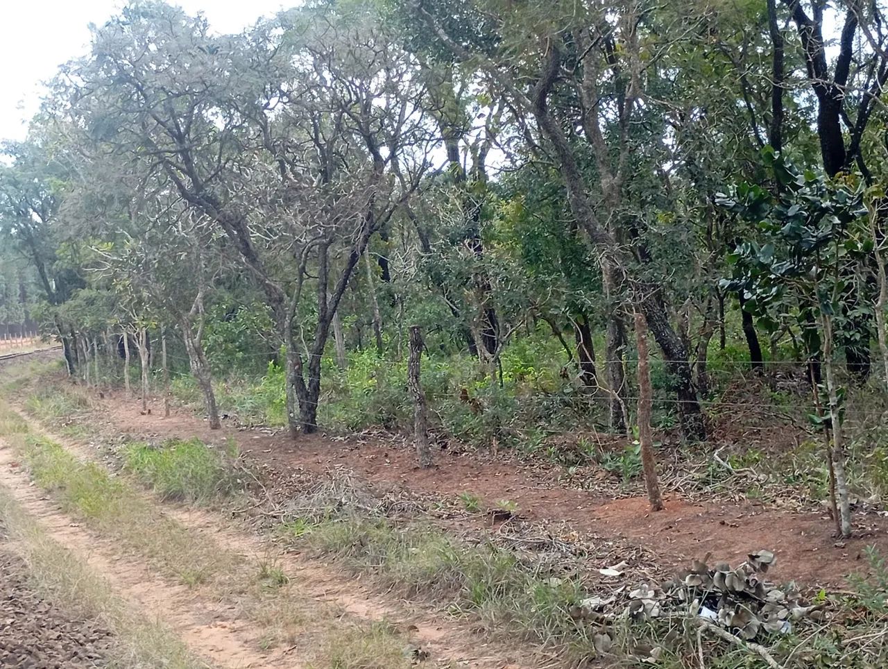 Foto - Campo Grande - Centro