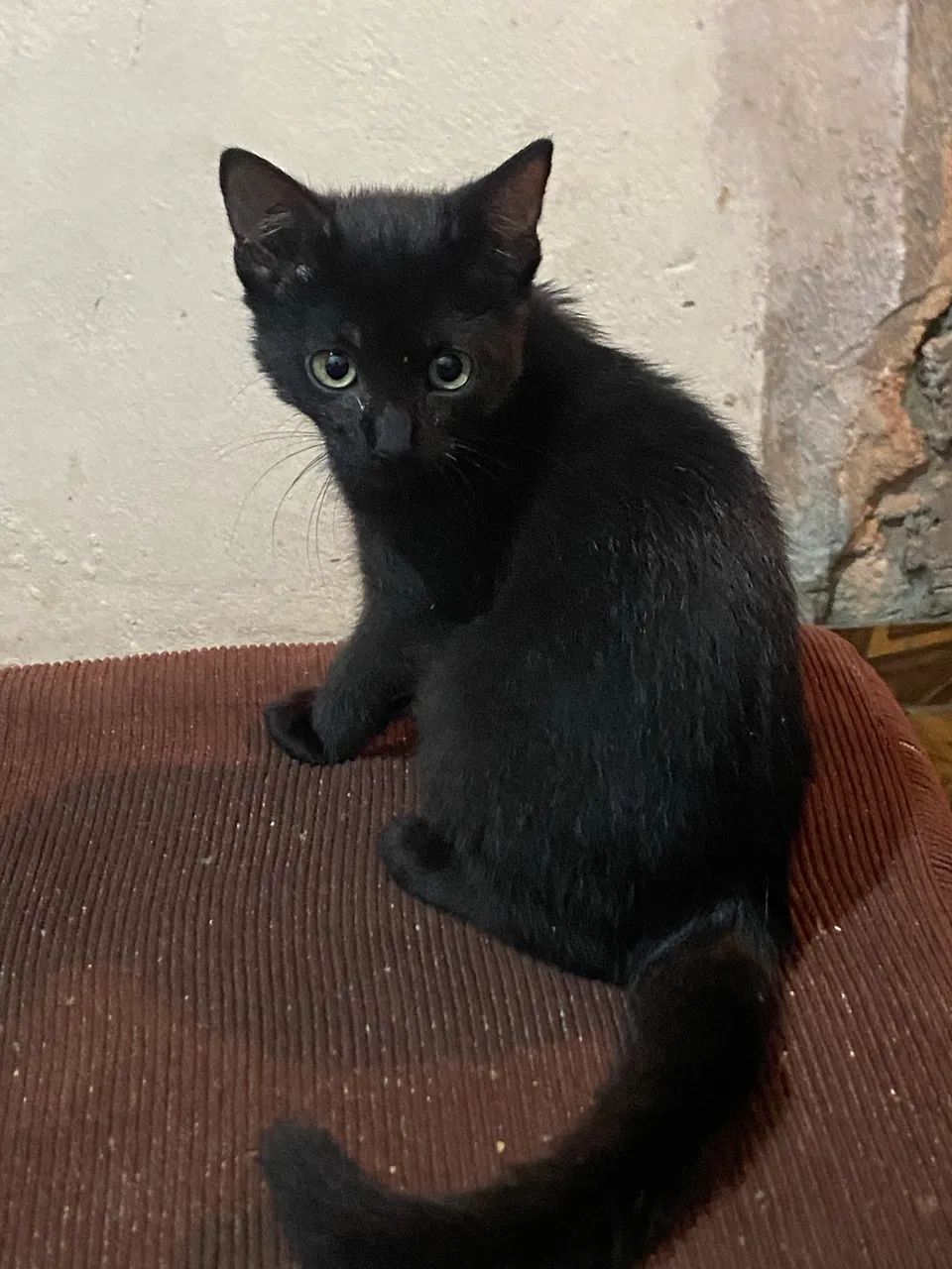 Doação de gatinhas 2 fêmeas a procura de um lar ? - Foto 5