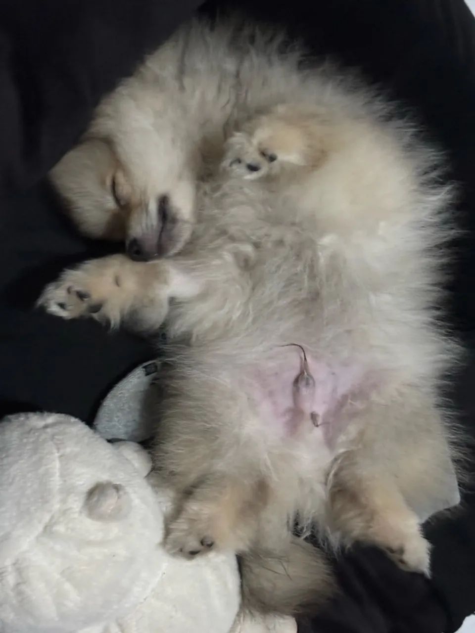 Cachorro  - Foto 4