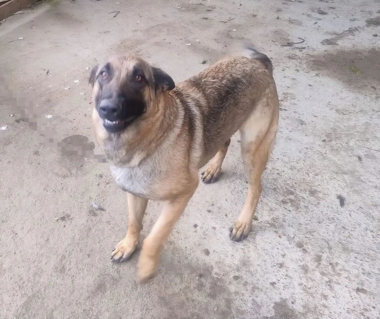 Doa-se pastor malinois  - Foto 3