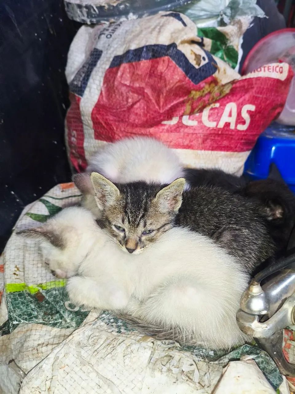 Gatos para doação  - Foto 4
