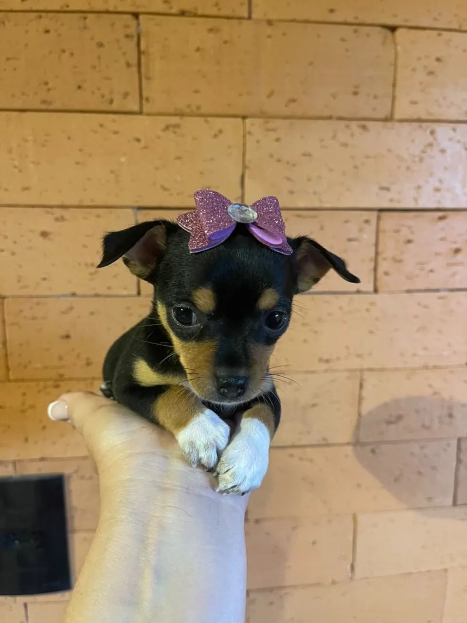 Pinscher fêmea 