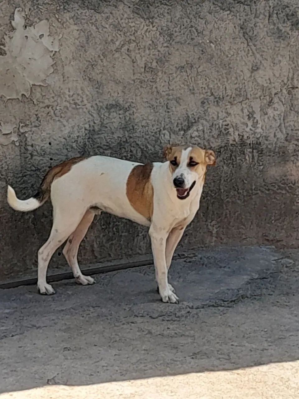 Cachorro