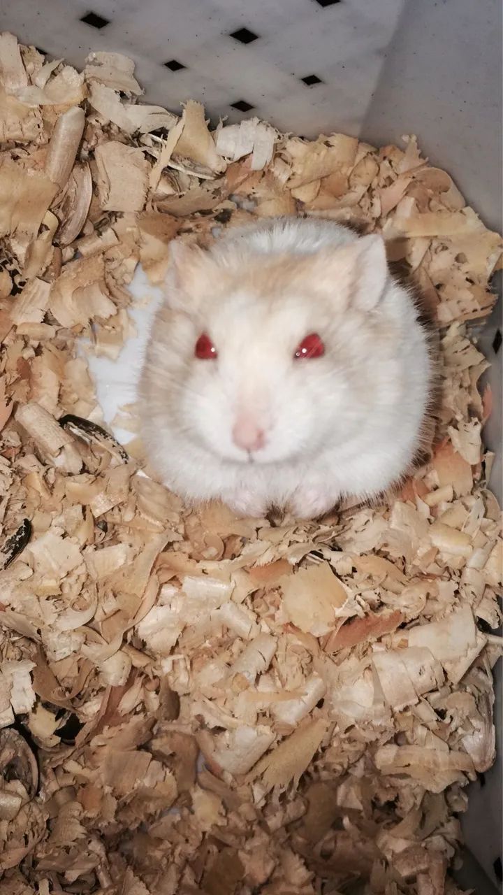 Hamster Anão russo  - Foto 2