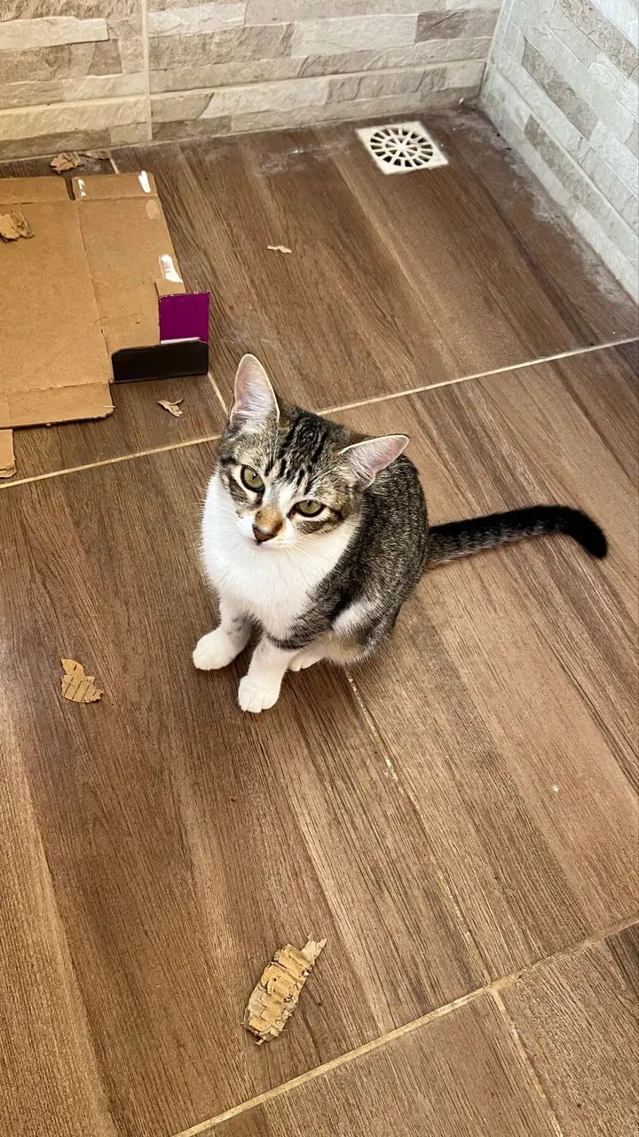 Gatinha castrada adoção 