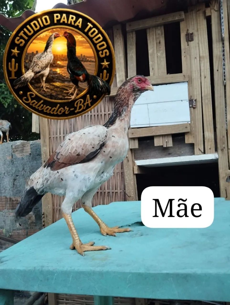 Frango de raça, pena de galinha  - Foto 3