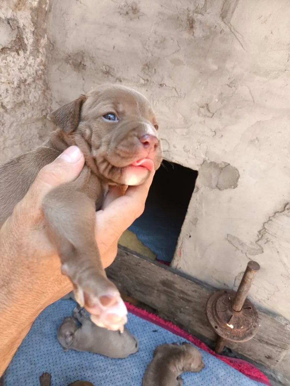 Filhotes de Pitbull legítimo  - Foto 5