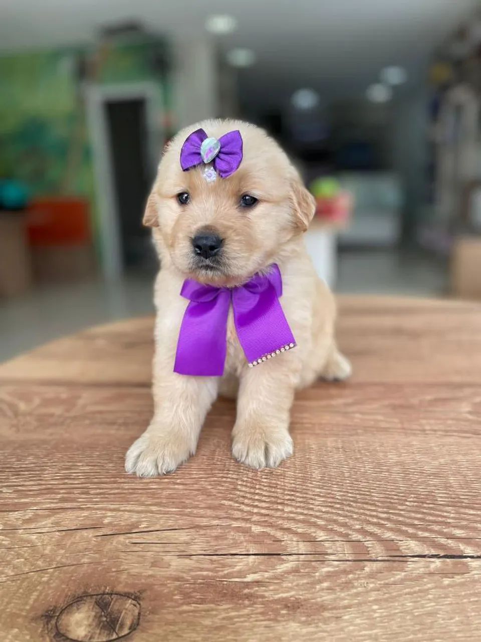 Golden retriever  - Foto 2