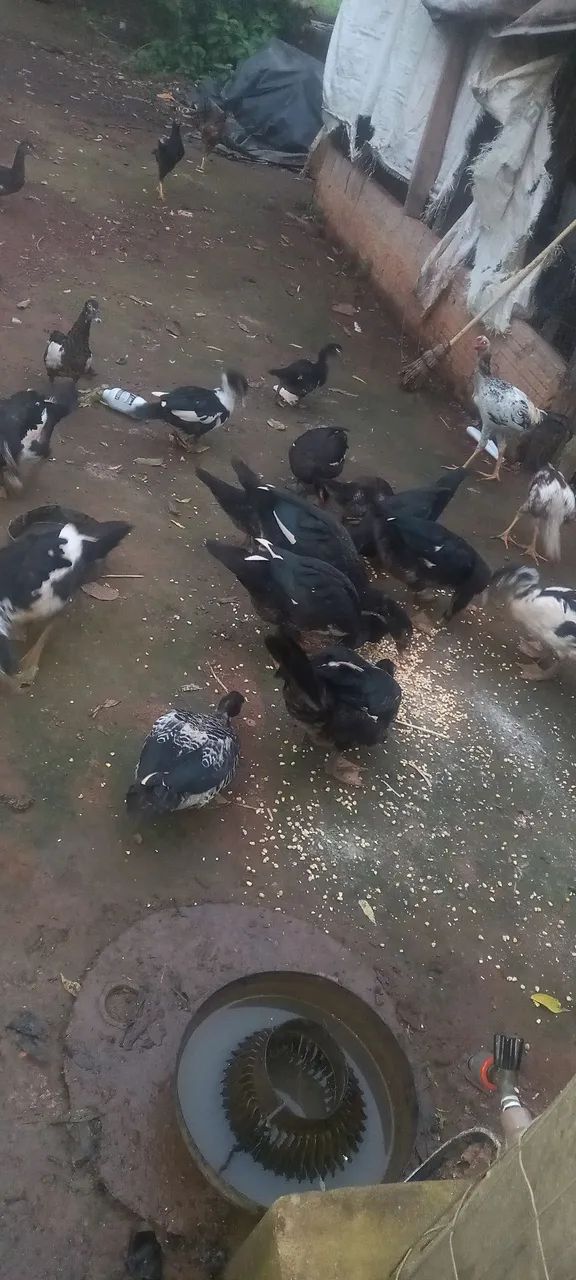 Patos todos os tamanhos  - Foto 2