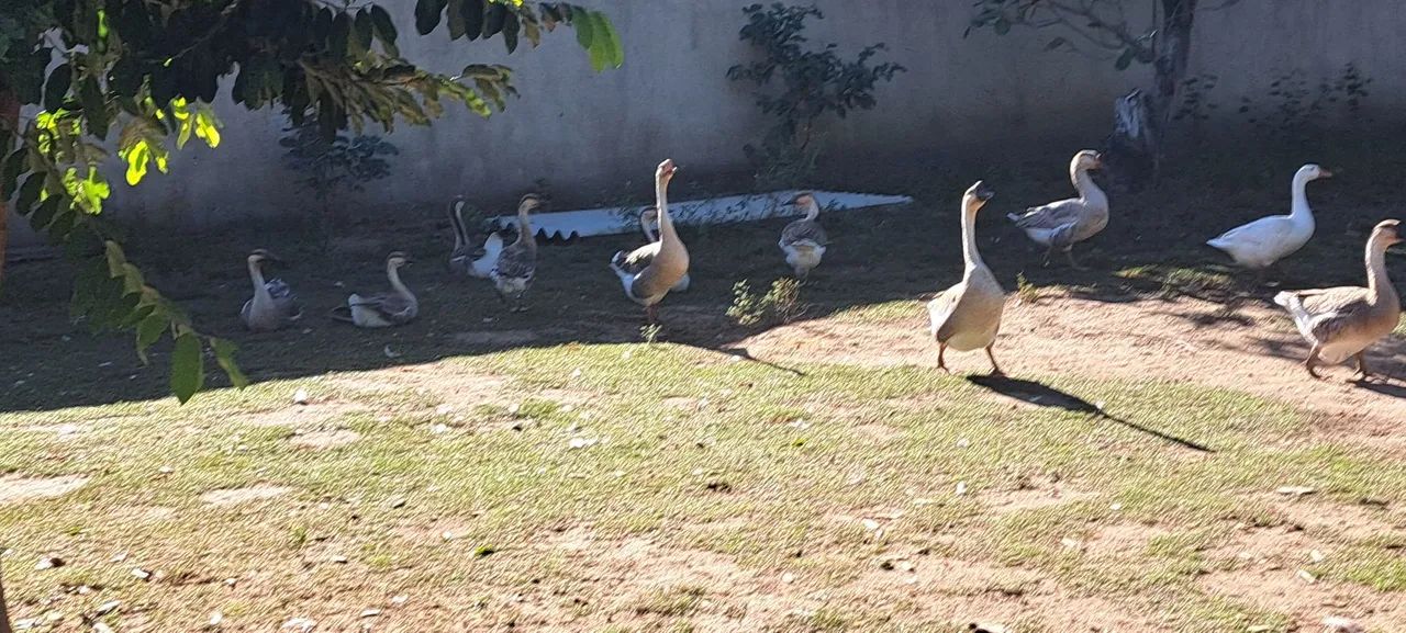 Vendo gansos chinês parado  - Foto 4