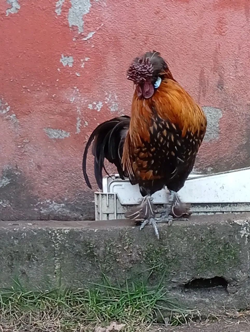 Galos Sedosa com polonesa. - Foto 2
