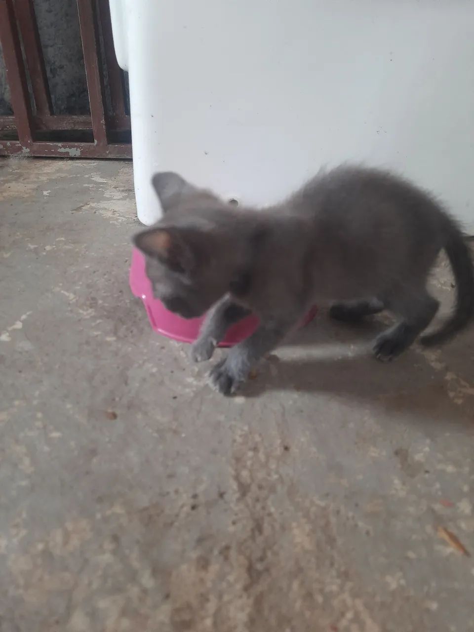 Gato Cinza (macho) - Foto 2