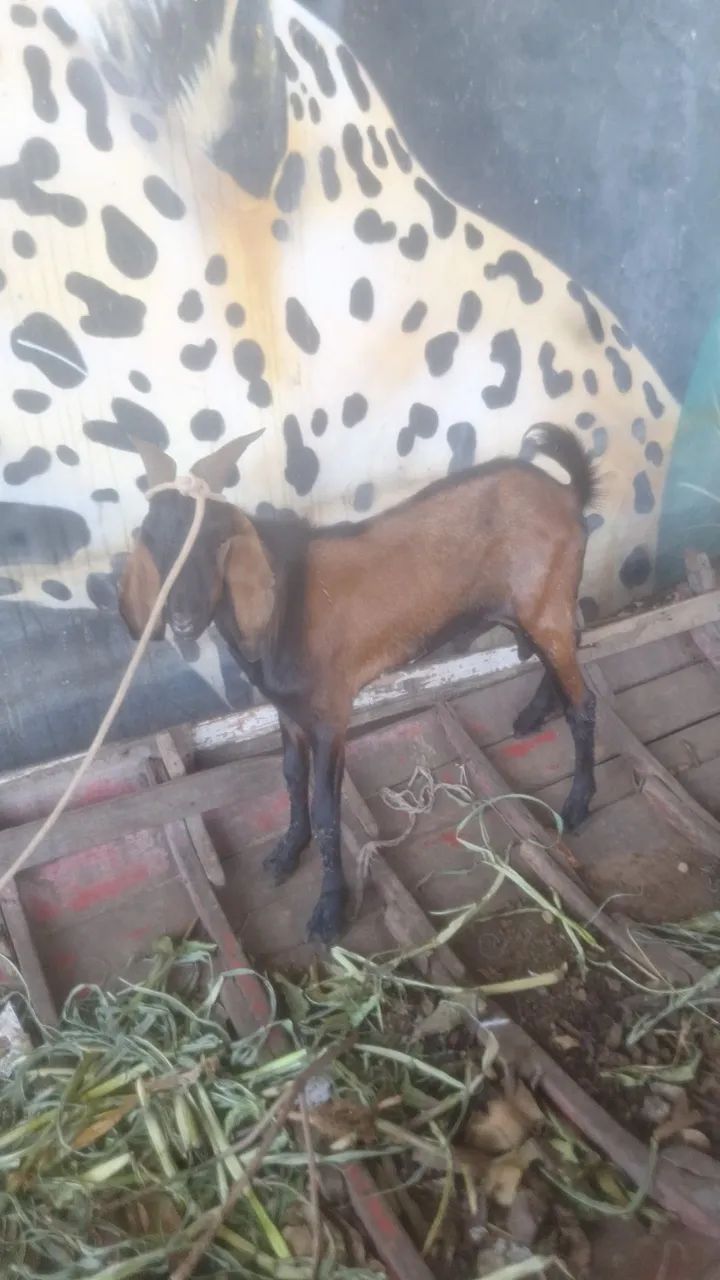 Bode cabra cabrito - Foto 5