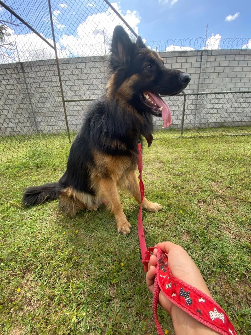 Cachorro Pastor alemão macho ( PARA CRUZAR)  - Foto 4