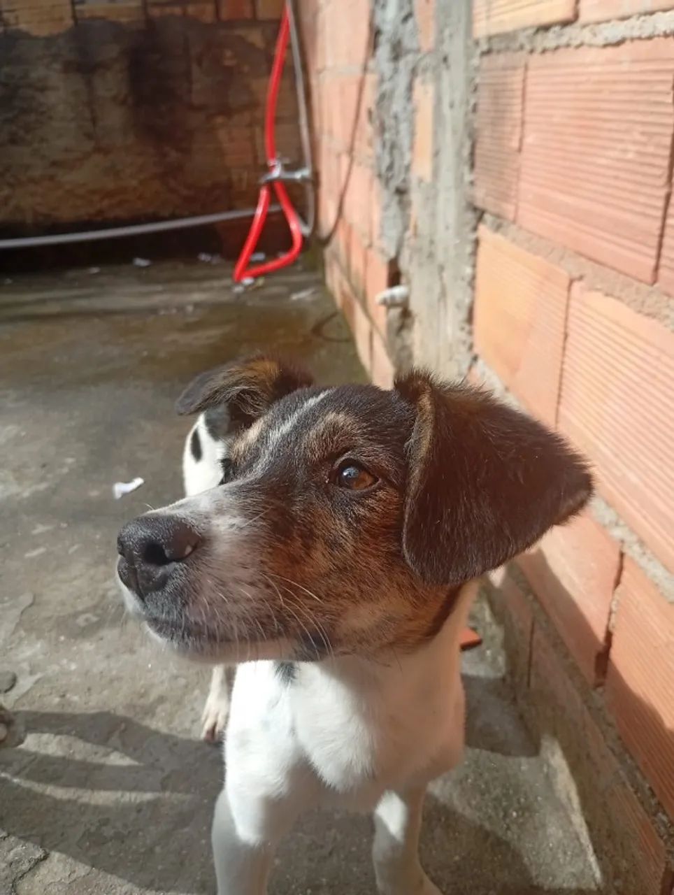 Doação  - Foto 2