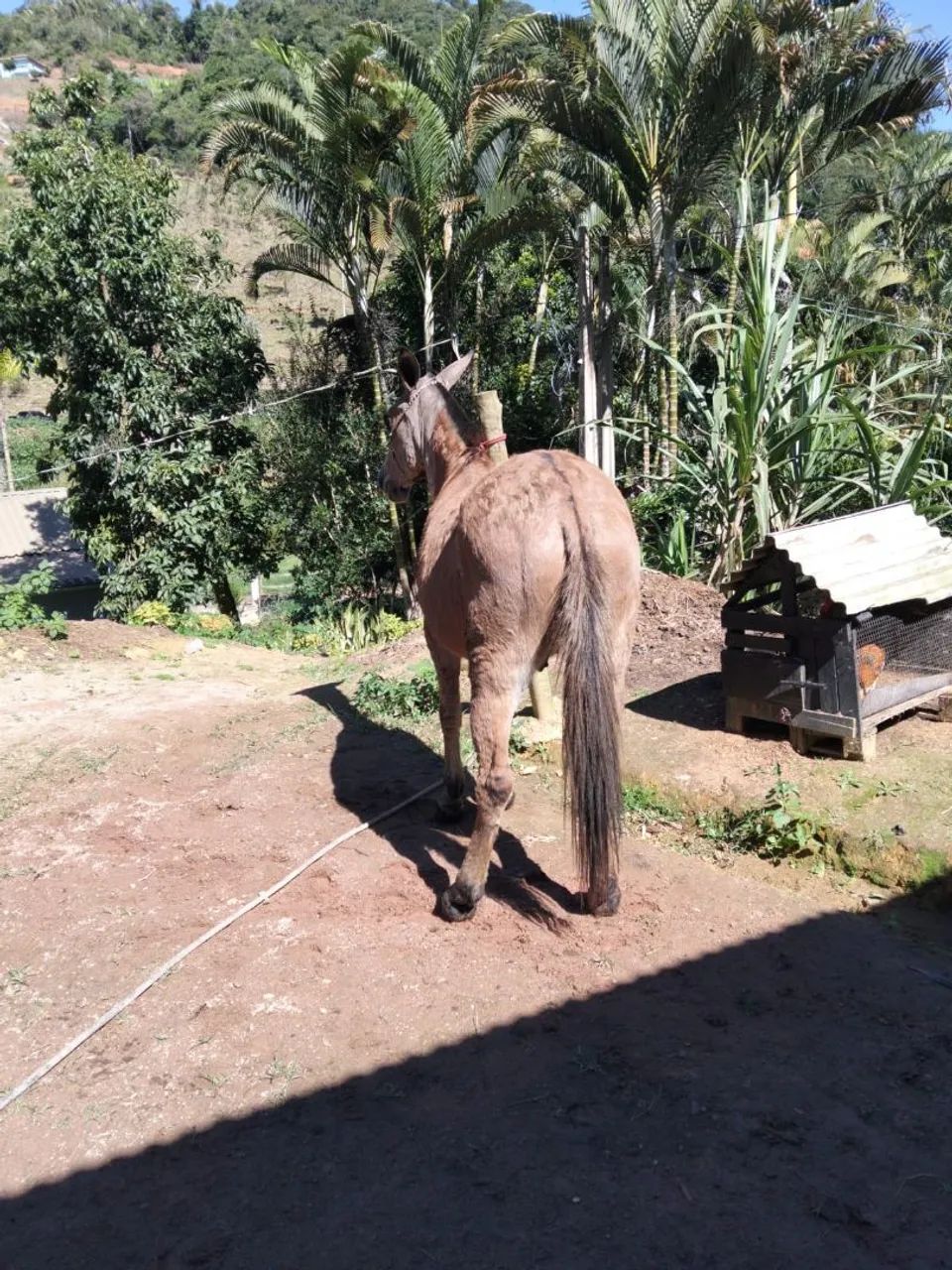 Burro manso  - Foto 3