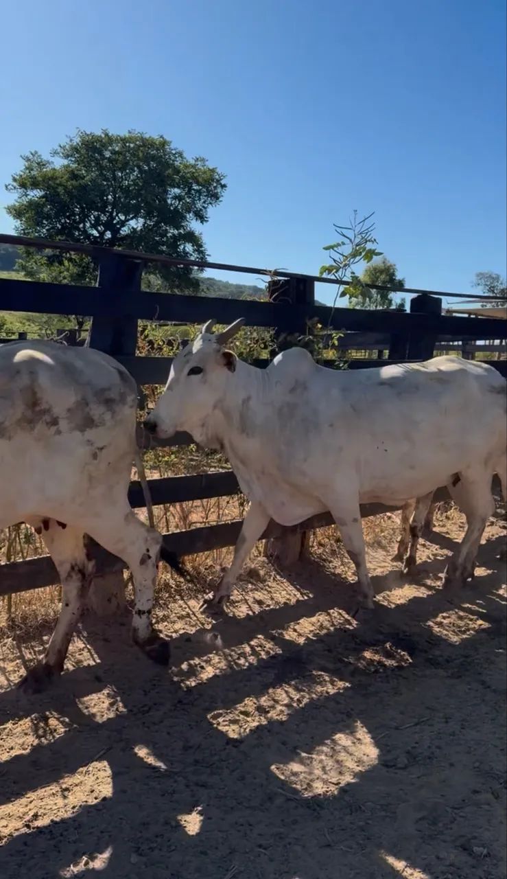 Vacas Nelore  - Foto 6