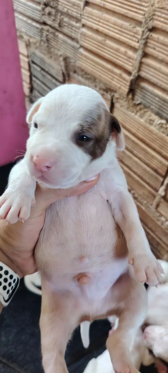 Vende-se pit Bull  - Foto 5