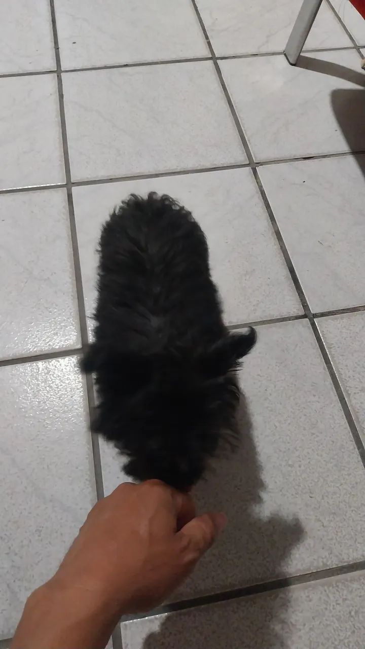 Femia de cachorro  - Foto 4