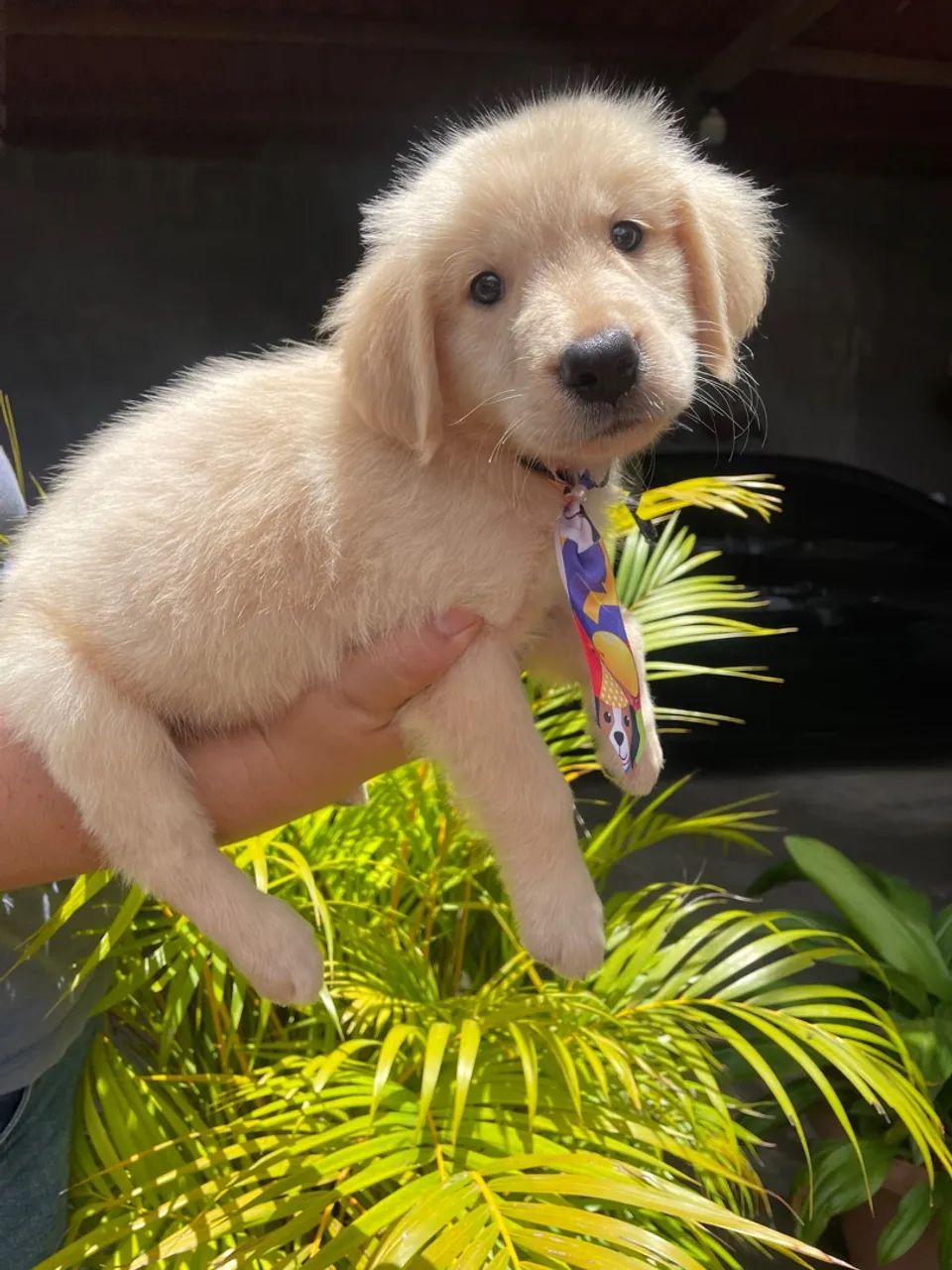 Golden macho  - Foto 3