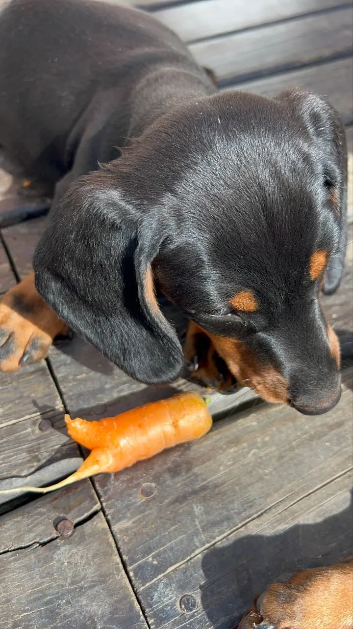 Dachshund (Cofap/Teckel) Macho Black & Tan - Foto 5