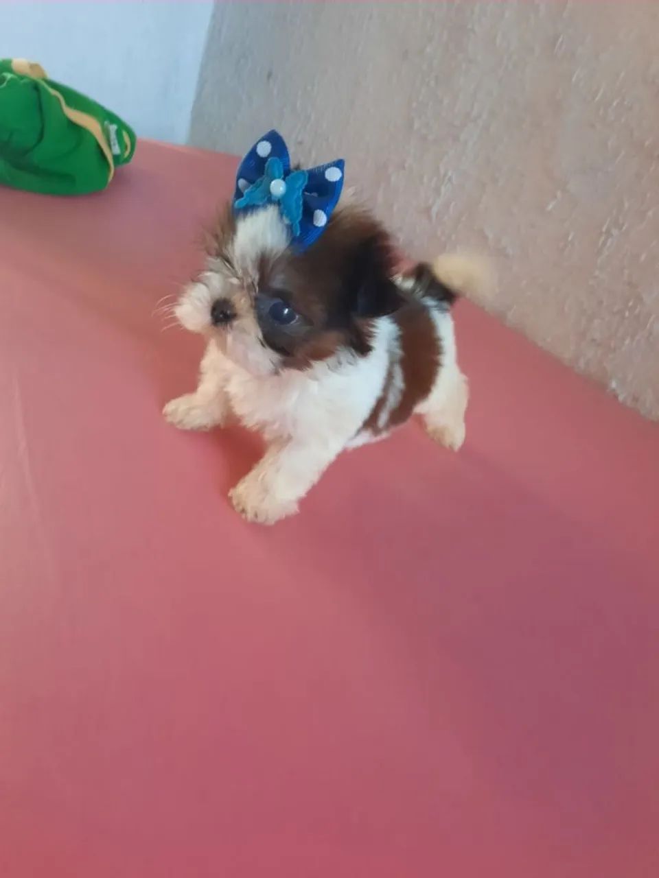 Vendo Shitzu fêmea micro ? - Foto 3