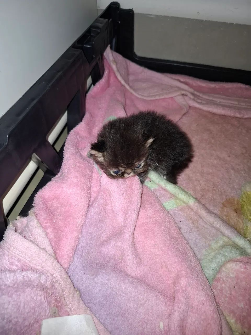 Gatos Persas  - Foto 4