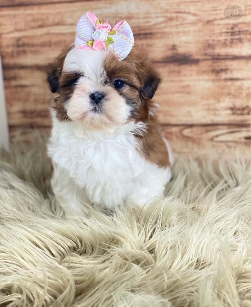 Shihtzu miniaturas  - Foto 4