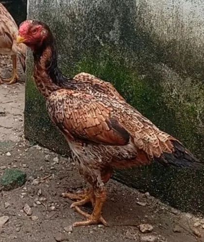 Casal galinha índio bico curto  - Foto 2