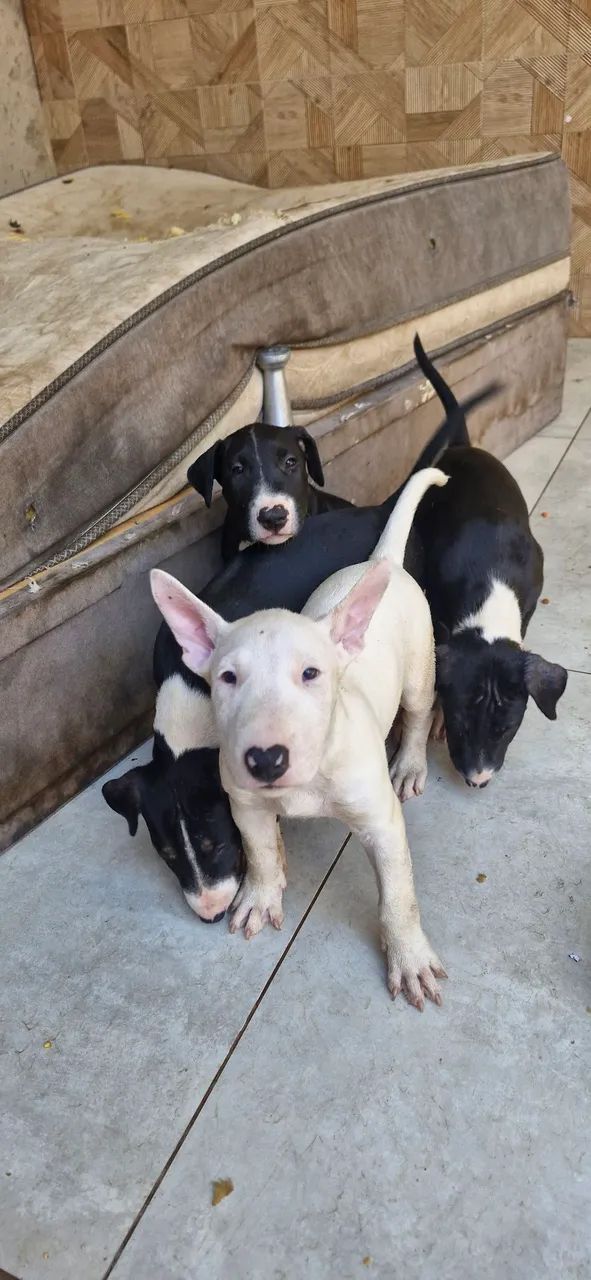 Filhote de bull terrier  - Foto 4