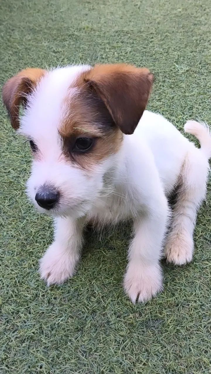 Jack Russell Terrier esse da foto com pedigree e micro chip vacinas importadas  - Foto 2