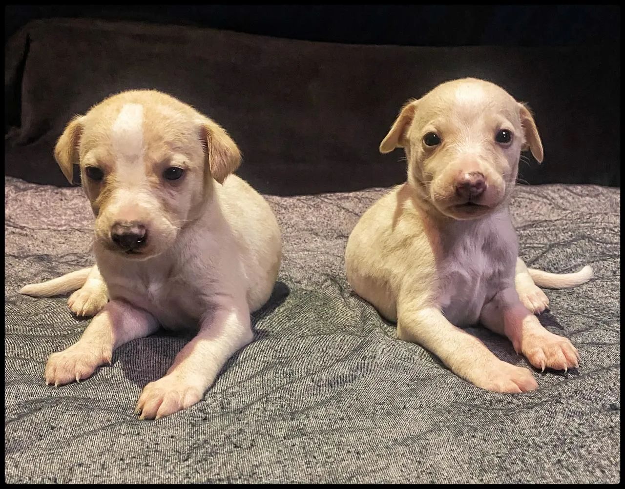 Whippet / Galgo 2.800,00 - Foto 3
