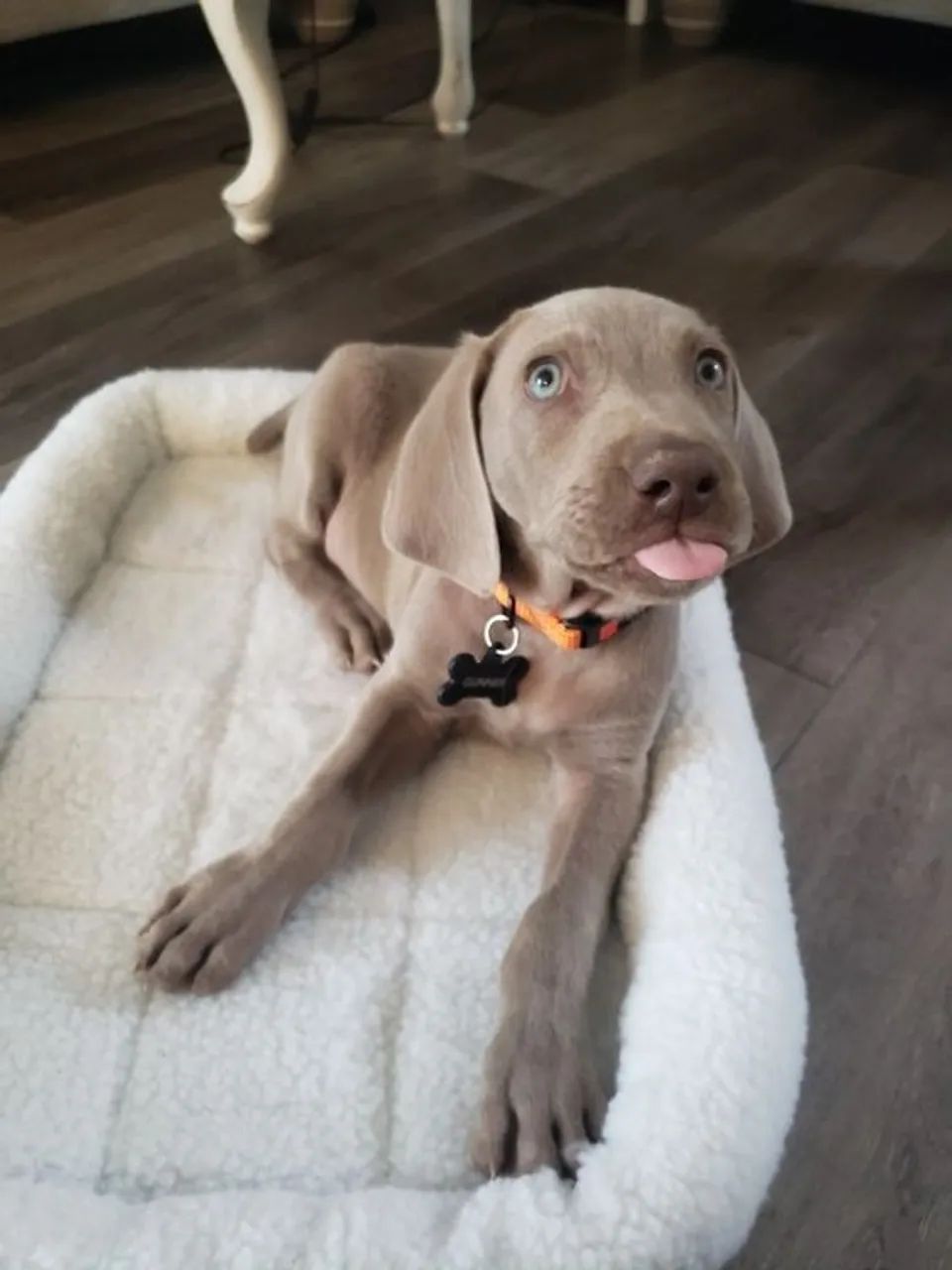 Weimaraner 