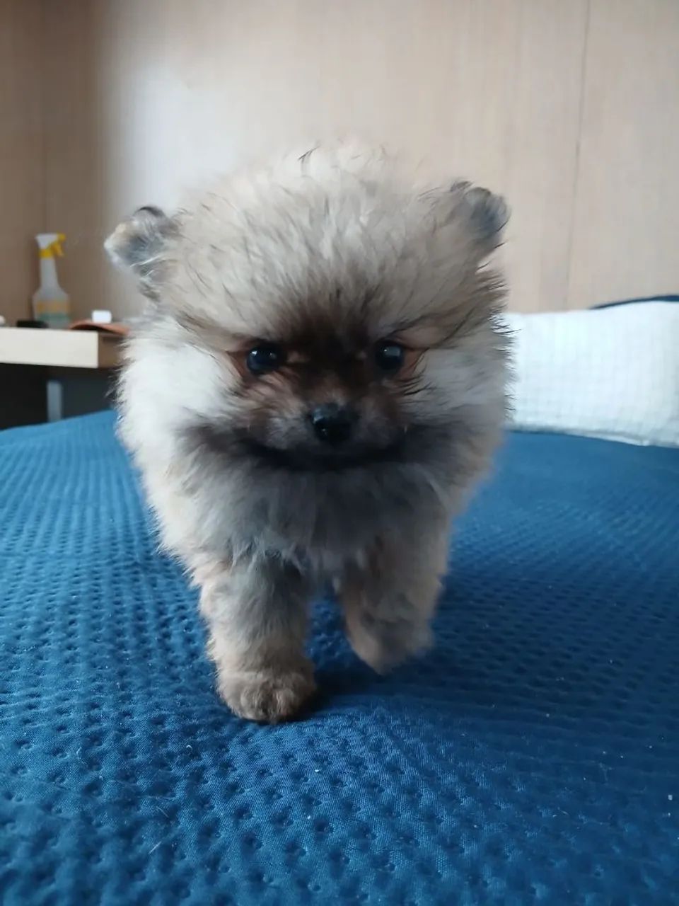 Spitz Alemão - Foto 4