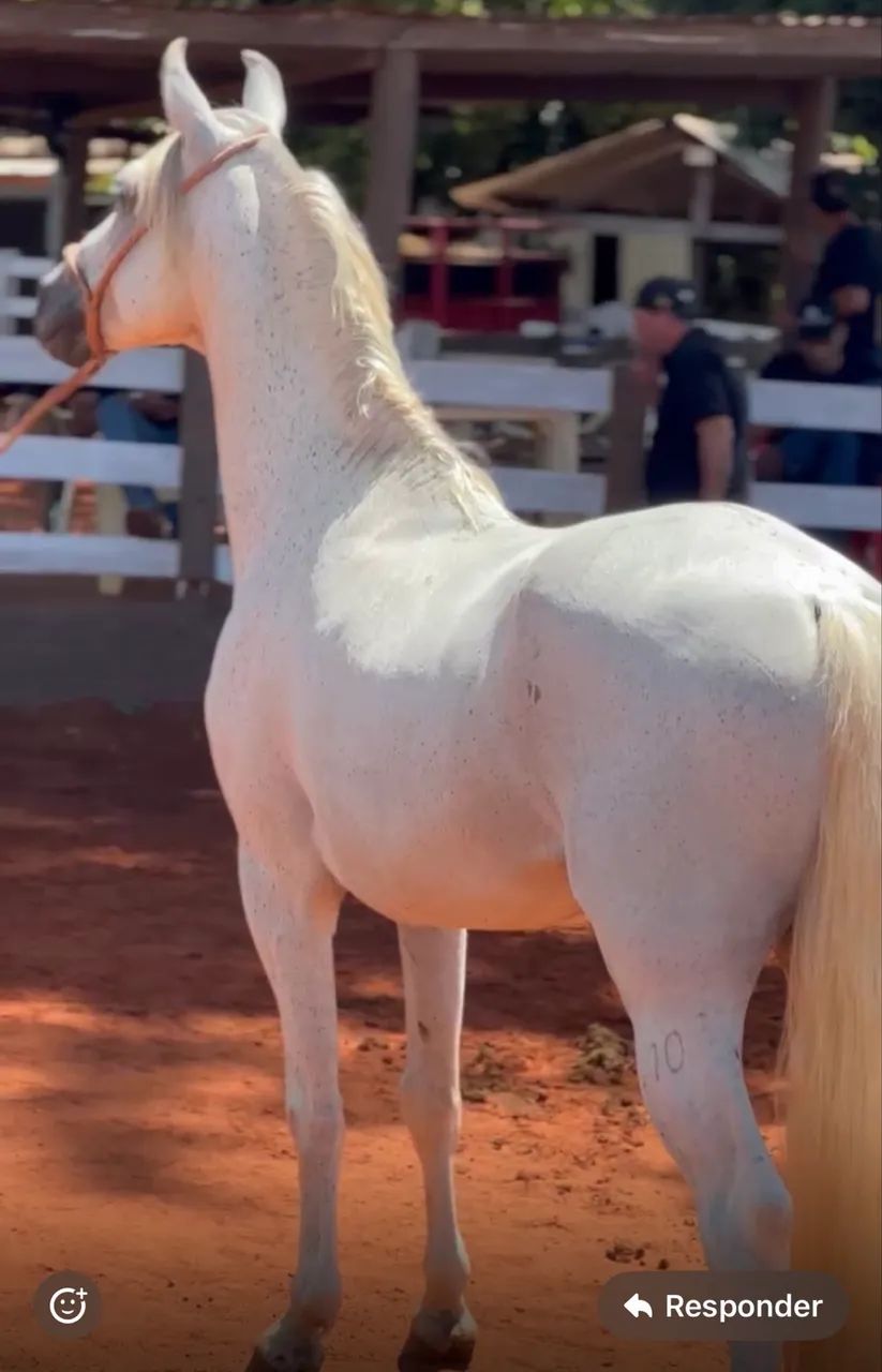 Cavalo garanhão a venda  - Foto 5