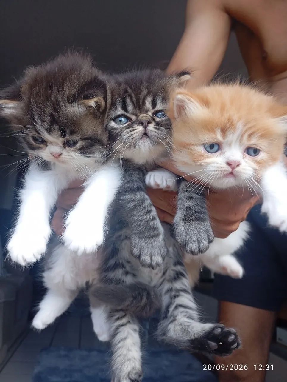 Gatinhos persas - Foto 4