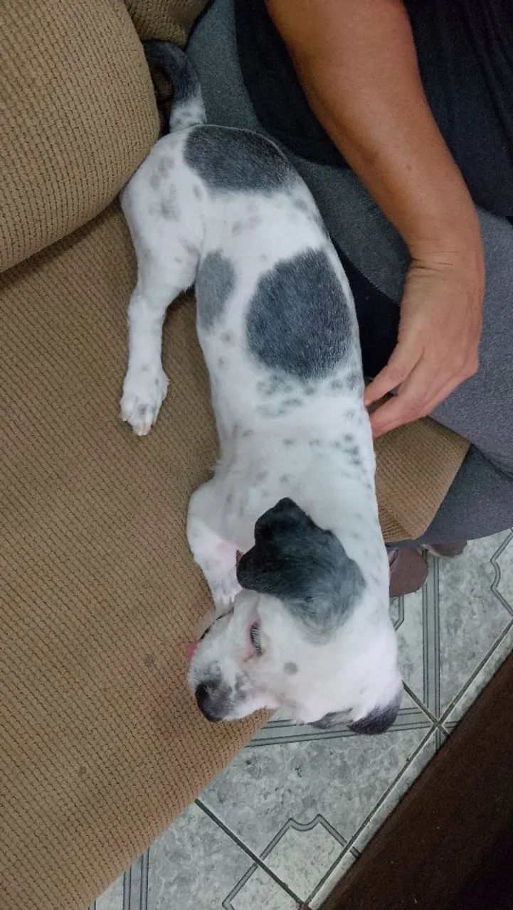 Fêmea de Lhasa Apso a venda  - Foto 4