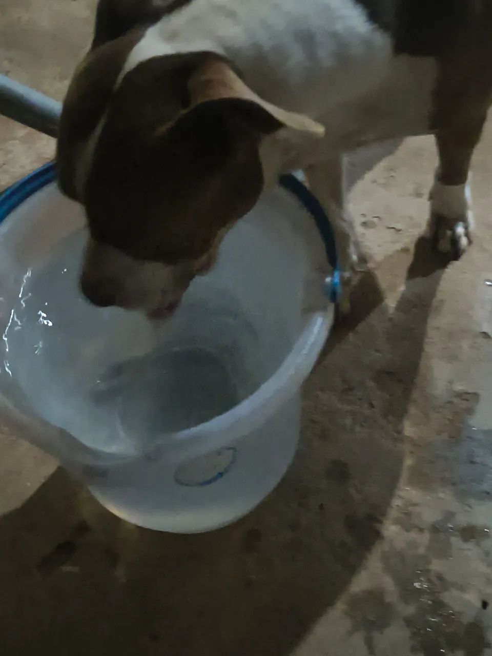 Cachorro 